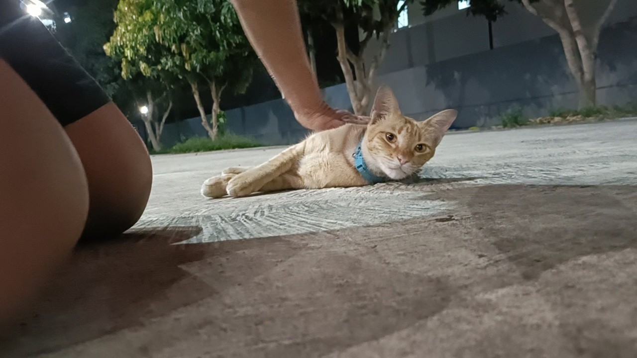 夜中に出会った茶トラ