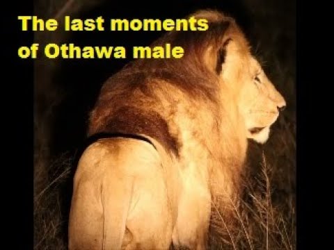 The last moments of Othawa male