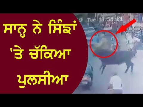 The bulls hit the police man with horns