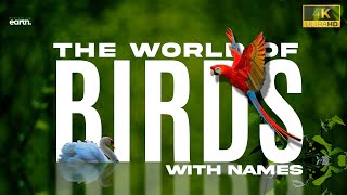 The World of Birds with Names  100+ Birds   Most B