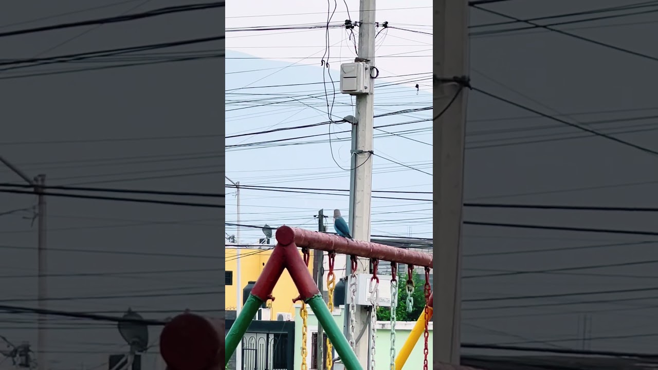 No te muevas pajarito 🦜 #pajarito #tiktok #fyp #parati #noflop