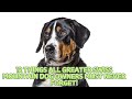 12 Things All Greater Swiss Mountain Dog Owners Must Never Forget! 🐕❗