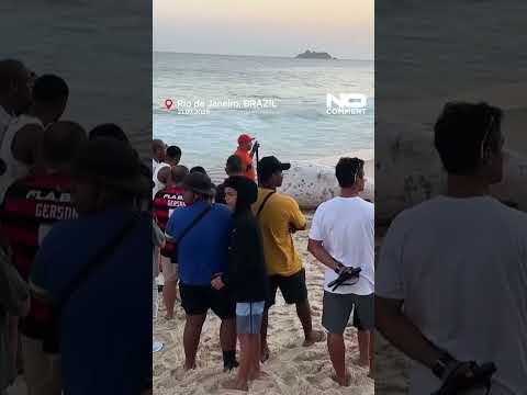 Dead humpback whale washes ashore in Rio de Janeiro #shorts #nocomment #whale #riodejaneiro