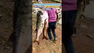 Download lagu #BendunganDibuka, Ikan di Mana-mana: Hari #Memancing Gratis Terbaik di China! #CreativeChina##TangkapanTakTerduga mp3