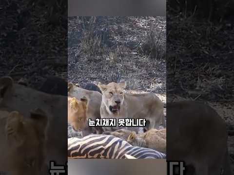 잠든 사자 코를 문 블랙맘바