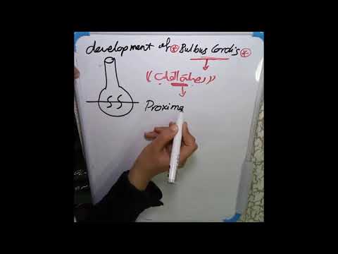 Development of Bulbus Cardis