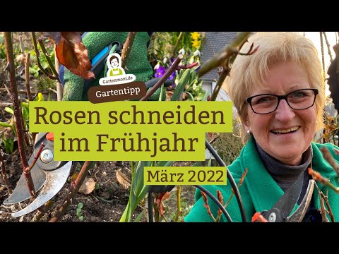 Pruning roses: Better in spring than in autumn