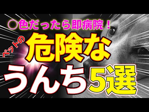犬の糞便中の寄生虫 – 原因と対処法
