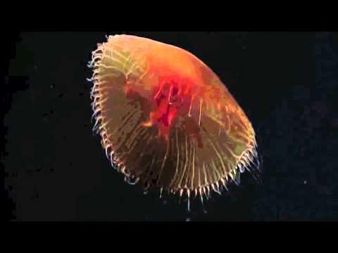 Rings of Saturn Ft Conscious Route Prod Sean EL official vid