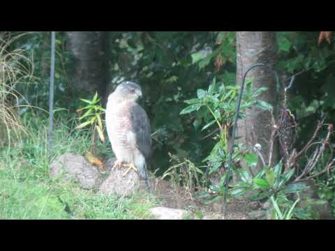 #Hawk #Birds #Birdwatching
