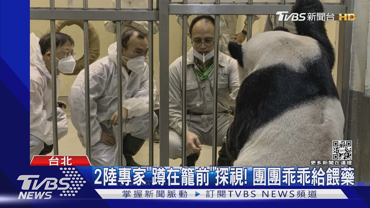 2陸專家「蹲在籠前」探視! 團團乖乖給餵藥