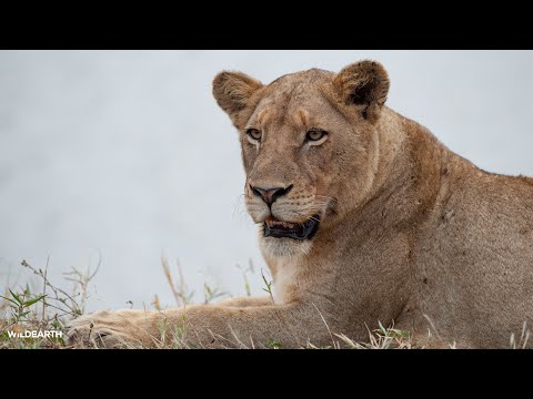 The warthog had one job...run fast - SafariLIVE Sunrise - 11 January 2026
