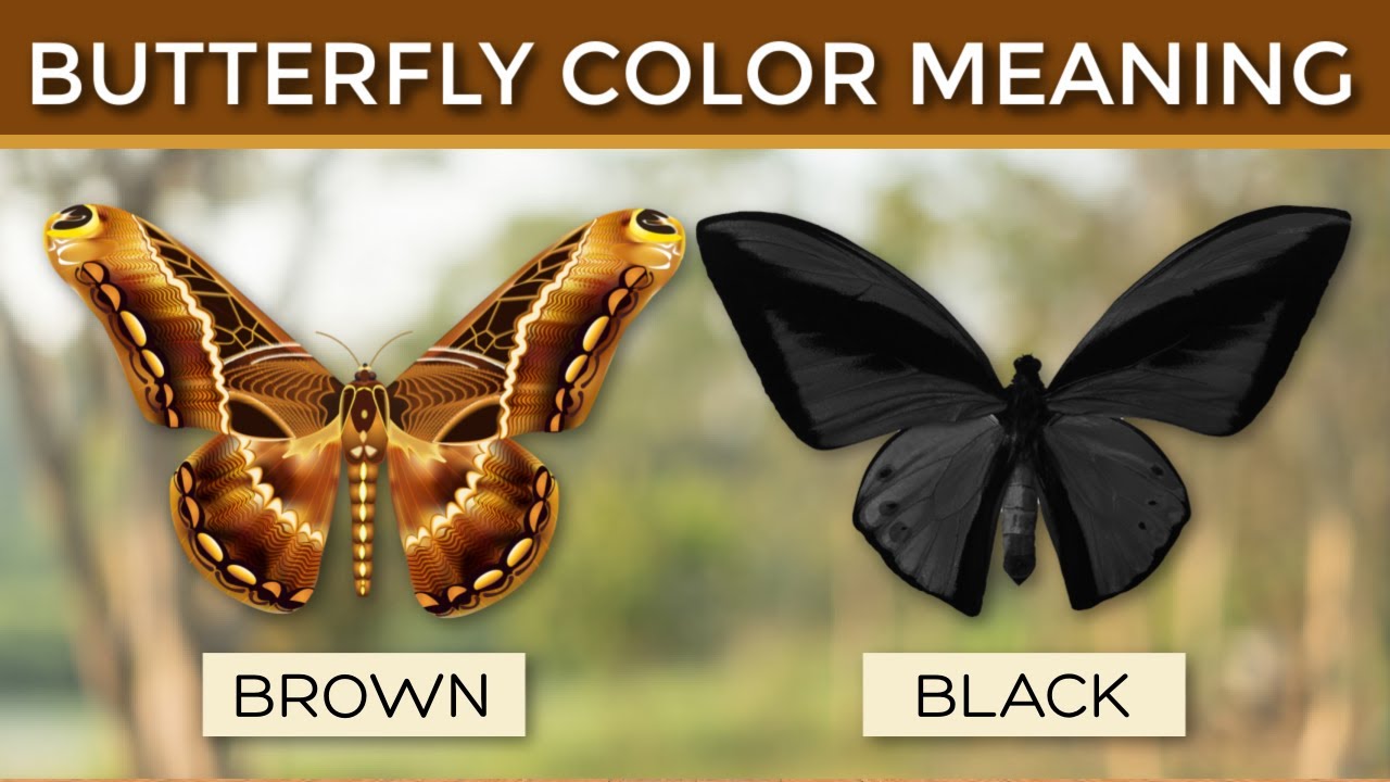 Iba't Ibang Kulay ng Paru Paro at Ang Mensahe at Pahiwatig Nila Sa Iyo