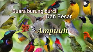 Download lagu SUARA PIKAT BURUNG RIBUT ,,,Sapu bersih semua burung hutan dan belukar mp3