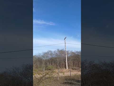 mas um vídeo mostrando a linda paisagem sítio cajueiro Lagoa salgada RN