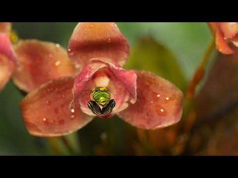 Orchids flowers & pollination - Virtual guiding in La Fortuna Waterfall (Costa Rica) #7