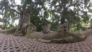 preview picture of video 'The Ubud Monkey Forest, Bali'