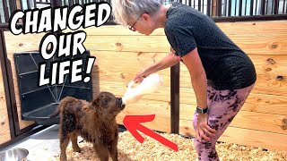 The TRUTH About Highland Mini Cows!