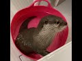 Today Otter Qoo Enjoying Taking Bath In A Small Tub Cute Otter Shorts