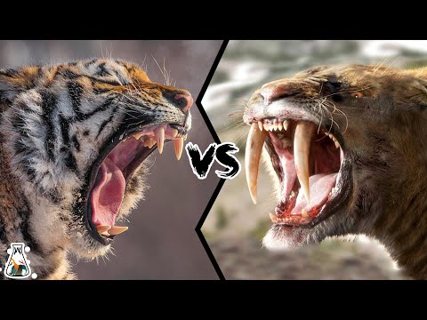 Siberian Tiger vs Smilodon - Which Would Have Been Stronger?