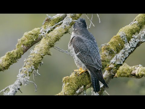 Peregrine falcon flying off tree | Slow Motion (FULLHD)
