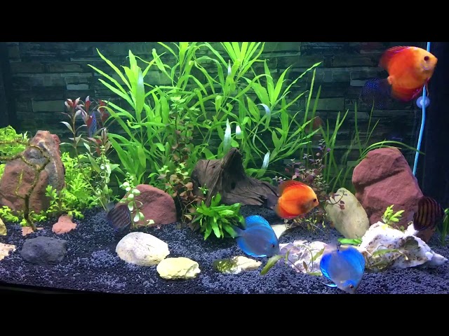 Discus fish planted aquarium