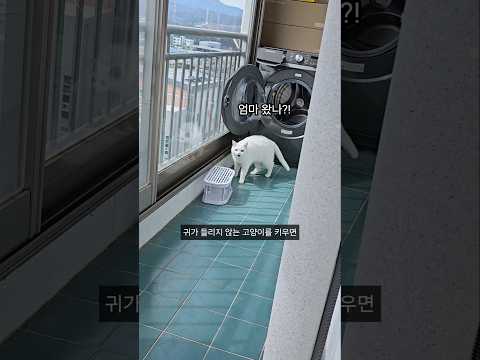 사랑이 뭔지 가르쳐주는 고양이