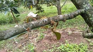 Download lagu Aplikasi Ecofarming untuk tanaman Durian (Ecofarming application for Durian plants) mp3
