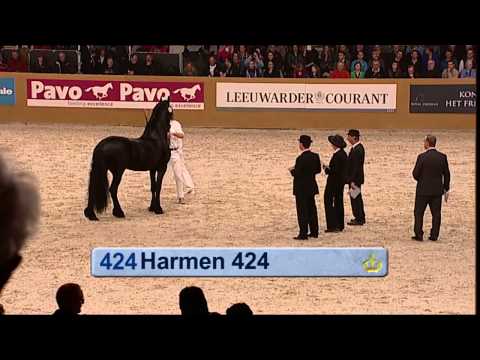 KFPS Hengstenkeuring 2013: kampioenskeuring oudere hengsten