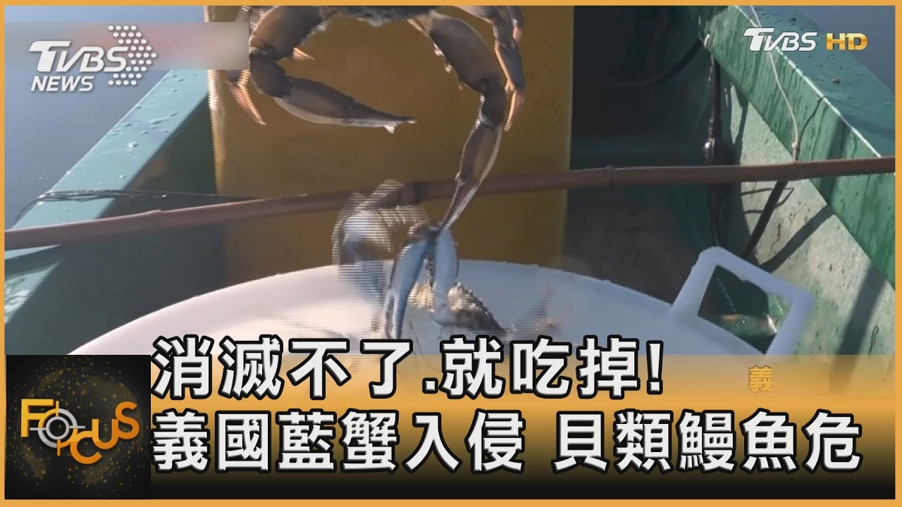消滅不了.就吃掉!義大利藍蟹入侵 貝類鰻魚危