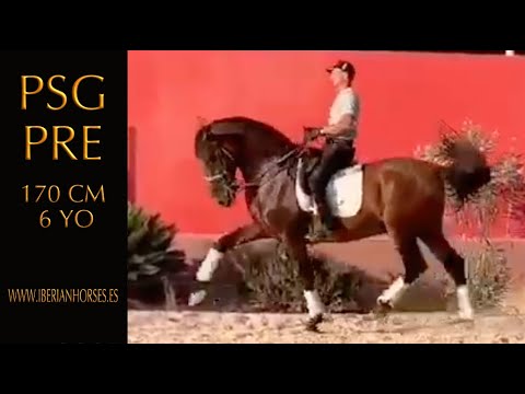 PRE HORSE WITH FANTASTIC TROT AND CHARACTER - PIRO FREE