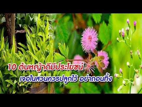 หลังจาก 45 ปีในอำนาจคนเพิ่มขึ้น ยาแรงชาย