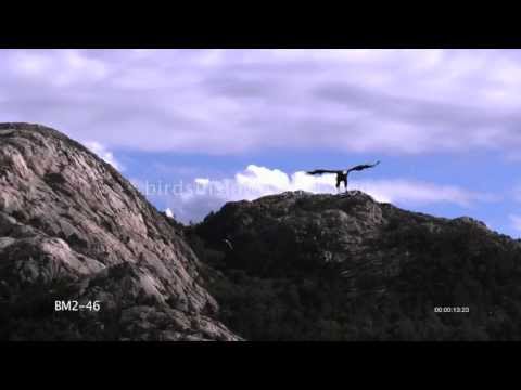 White Tailed Sea Eagle Slow Motion In Flight shot on Phantom HD Gold