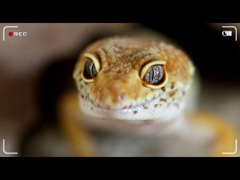 download lagu mp3 mp4 Animalshow, download lagu Animalshow gratis, unduh video klip Animalshow