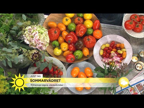 Smarriga tomater - därför är varma nyttigare än kalla - Nyhetsmorgon (TV4)