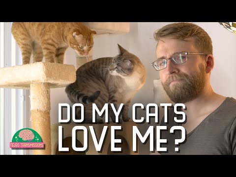 I test my cat's love - YouTube