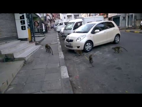 Monkeys on Kandy streets