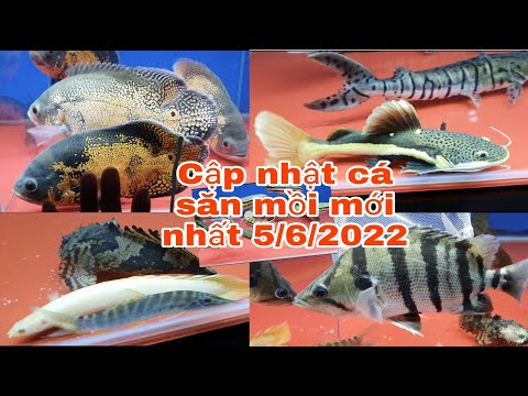 Báo giá cá săn mồi mới nhất 5/6/2022@CakiengVn