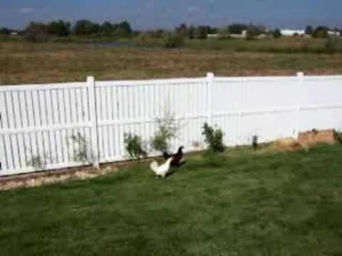 download lagu mp3 mp4 Free Range Chicken Colorado, download lagu Free Range Chicken Colorado gratis, unduh video klip Free Range Chicken Colorado