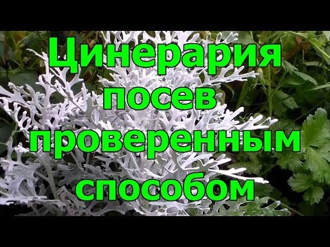 #Цинерария. #Посев проверенным способом.