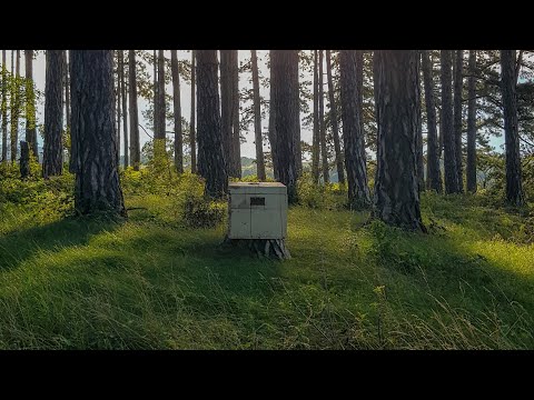 You are weathering a chest for your short film in the cellar POV Video Relaxing soothing music