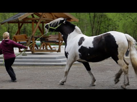 Tinker sind Pferde zweiter Klasse – Kein Verständnis für diesen Tierarzt