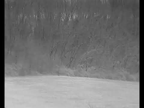 Liemke Luchs-1 ripresa nel bosco