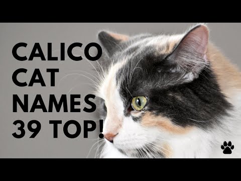 🐱 Calico Cat Names 🐾 TOP 39 Names For Brindle  🐾 Tricolor Cat | Names