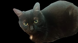 ワクチン打ったぶーすけが熱上がらんようにスト５する