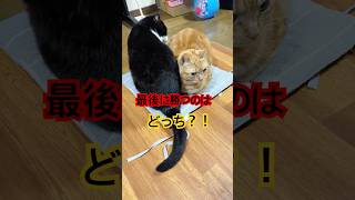 it's a cat.猫です！クッションは奪ったもん勝ち？！#cat #shortvideo #猫のいる暮らし #ねこのいる生活 #茶トラ #黒猫#多頭飼い
