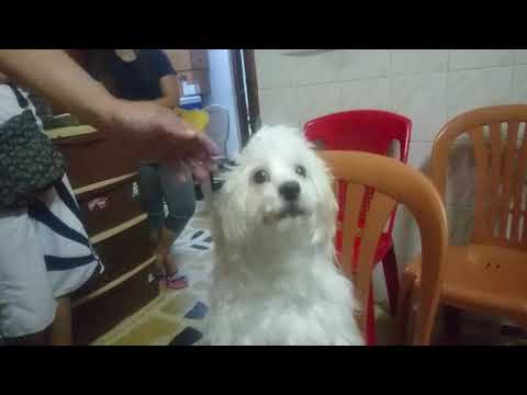 Milo's 1st Year Birth Day Celebration || Ankawa Erbil,Kurdistan || Iraq