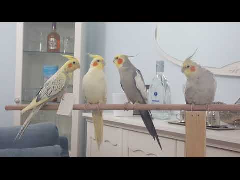 Erkek Sultan Papağanı Kur Ötüşü (Male Cockatiel Singing)