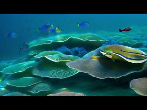 Ocean Dreams: Relaxing Classical Lullaby for Baby  #lullaby #41