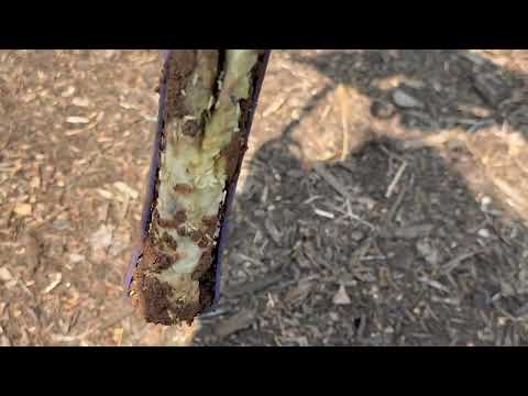 Termites Around & Inside Sentricon® Bait Station in Spring Lake, NJ